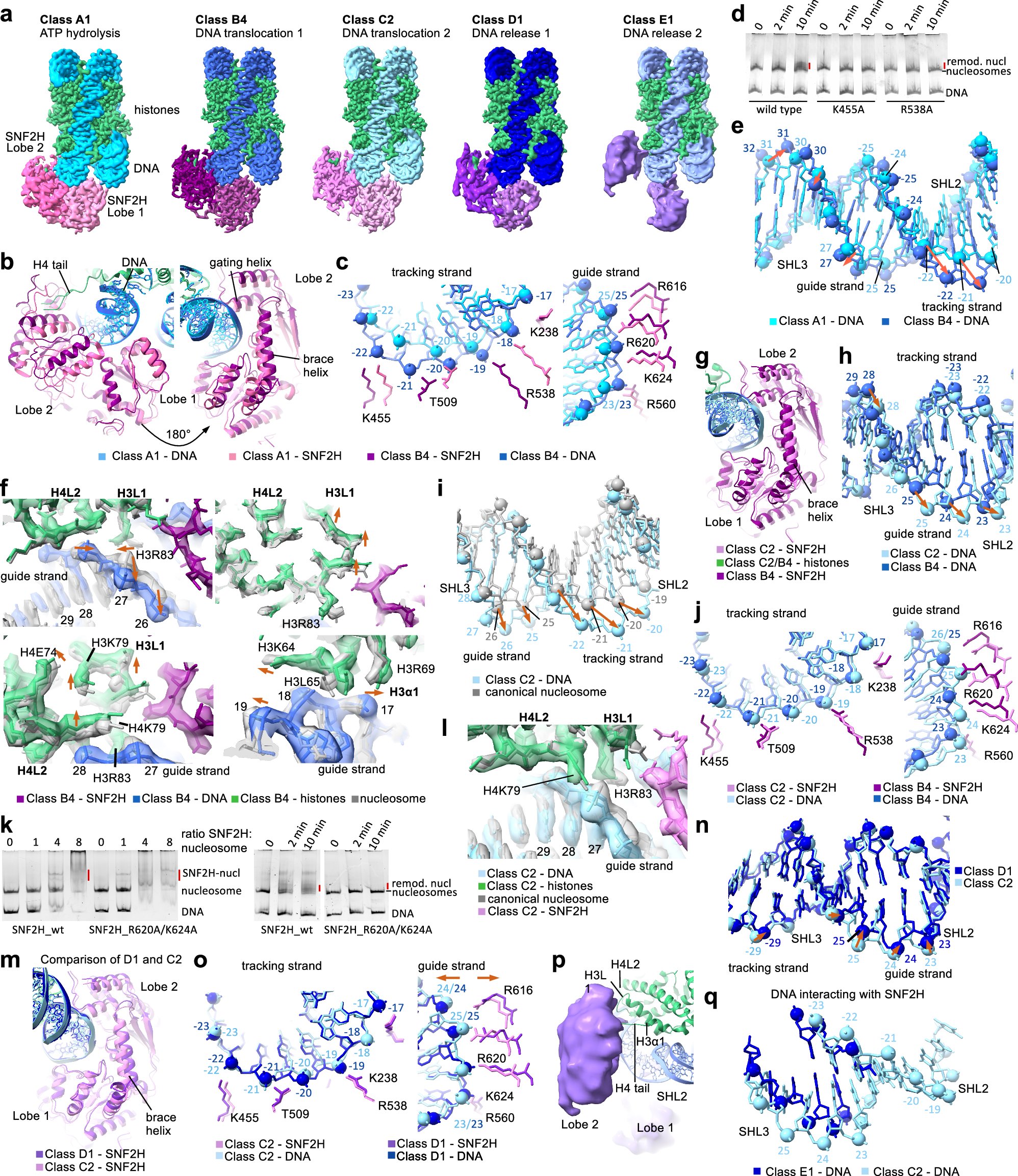 LabHalic's tweet card. Cell Research - Mechanisms of chromatin remodeling by the human Snf2-type ATPase SNF2H