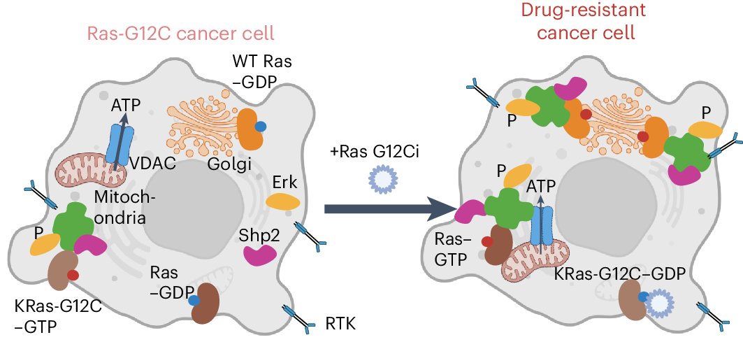 jasonzxzhang's tweet card. Nature Chemical Biology - Profiling endogenous Ras (rat sarcoma virus) activity during Ras-G12C inhibition at the single-cell level revealed signaling and metabolic changes driven by wild-type Ras...