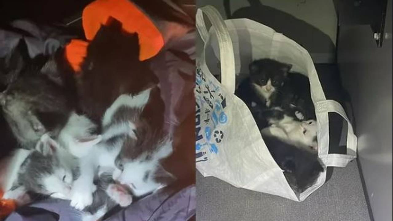 omroepbrabant's tweet card. Agenten van de politie Langstraat hebben vrijdagnacht acht gedumpte kittens naar het dierenziekenhuis in Waalwijk gebracht. Daar ontfermen medewerkers zich over de diertjes.