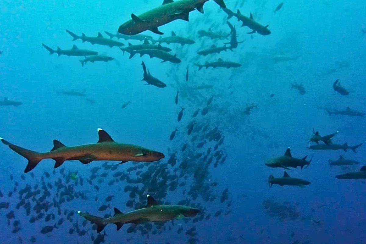 Seasaver's tweet card. The incredible footage was captured in an enormous marine protected area, which allows sharks to thrive and keep the ocean healthy.
