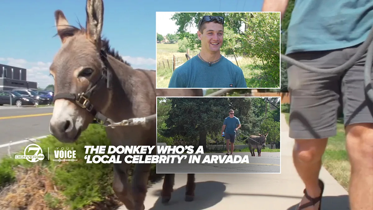 DoItForDonkeys's tweet card. Jordan emailed Denver7 | Your Voice earlier this month telling us about Donkey and the love he brings to the Colorado community. We sent photojournalist David Tay to tell his story.