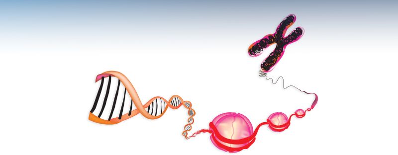 PhysGenCenter's tweet card. From structure to function: Unpacking how genome organization shapes cell behavior