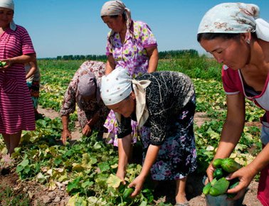 ComDev_Asia's tweet card. Governance and resilience are two key areas identified as leverage points towards transforming food systems for sustainability.