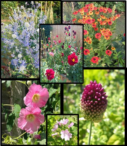 CathyRy's tweet card. 🌹Despite the dry summer and the hovering hosepipe ban the garden is surviving. Sad news 😥 my honey bees have left. Probably upset with my heavy handed and amateur attempts at bee house-keeping. One…