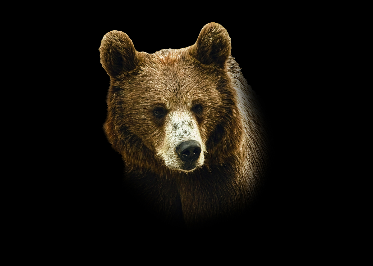GvardianG's tweet card. Beautiful 'Brown Bear Portrait on Black B...' Poster Print by Gyula Gvardián ✓ Printed on Metal ✓ Easy Magnet Mounting ✓ Worldwide Shipping. Buy online at DISPLATE.