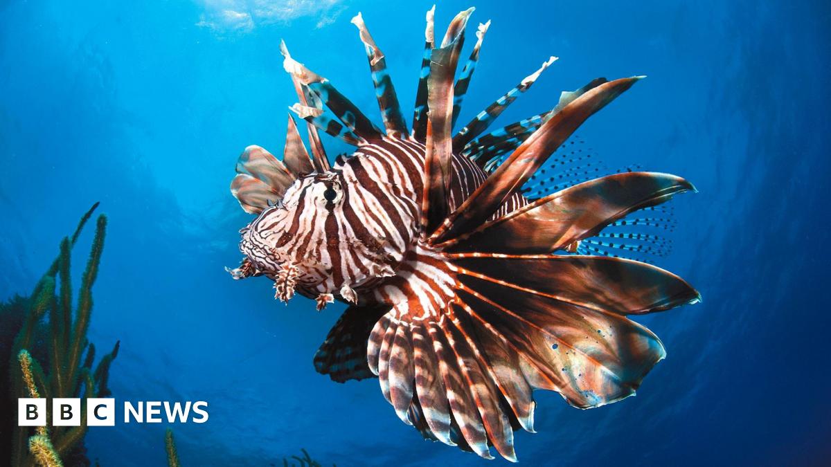 thekermadecs's tweet card. Environmental groups have praised government's progress made on marine protection at the UN meeting