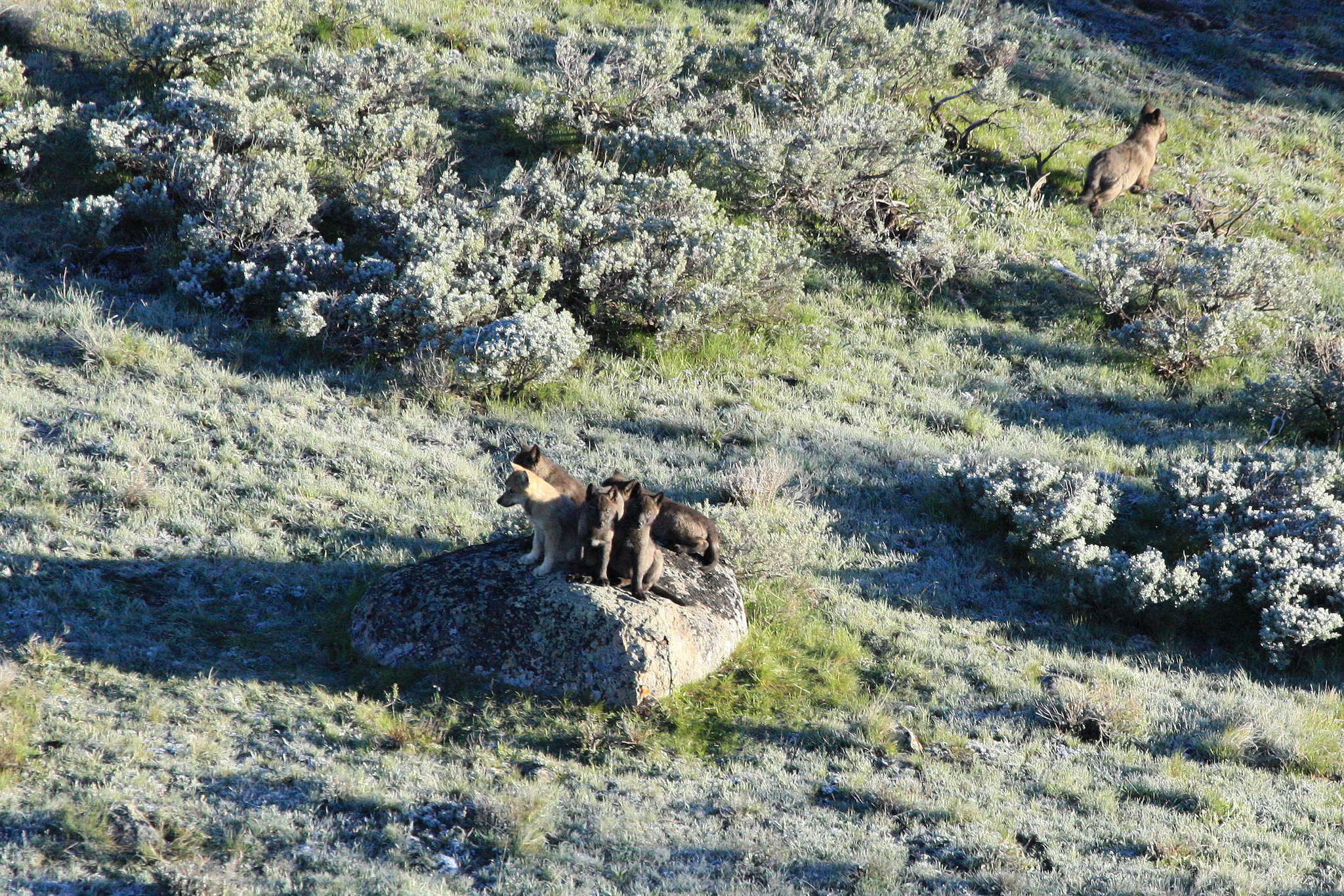DanMacnulty's tweet card. All five wolves taken from single Yellowstone pack, three others missing.