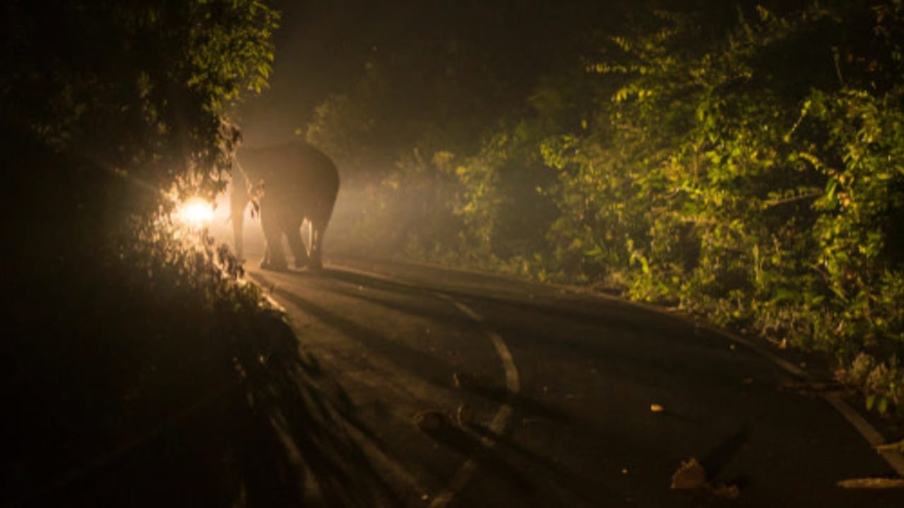 ElephantsFuture's tweet card. For years there was no sign of it, but a new photo reveals: It might not be too late to save a species of elephant once thought to be a legend.