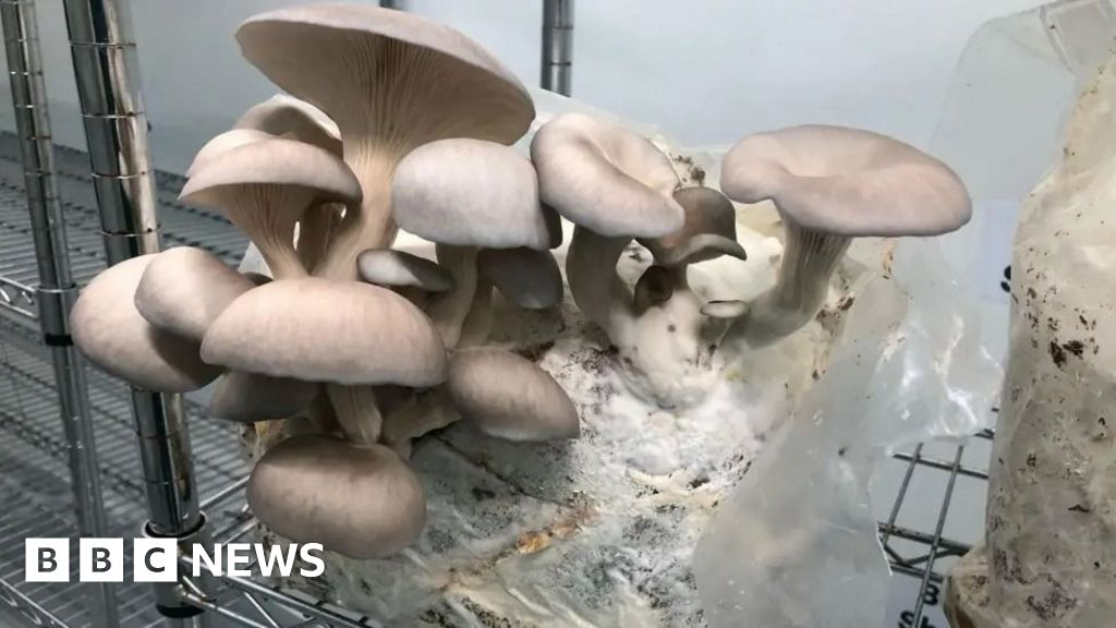 BBCSouthNews's tweet card. Test your knowledge of the week's news with our quiz from Hampshire, Berkshire, Dorset, Oxfordshire and the Isle of Wight.