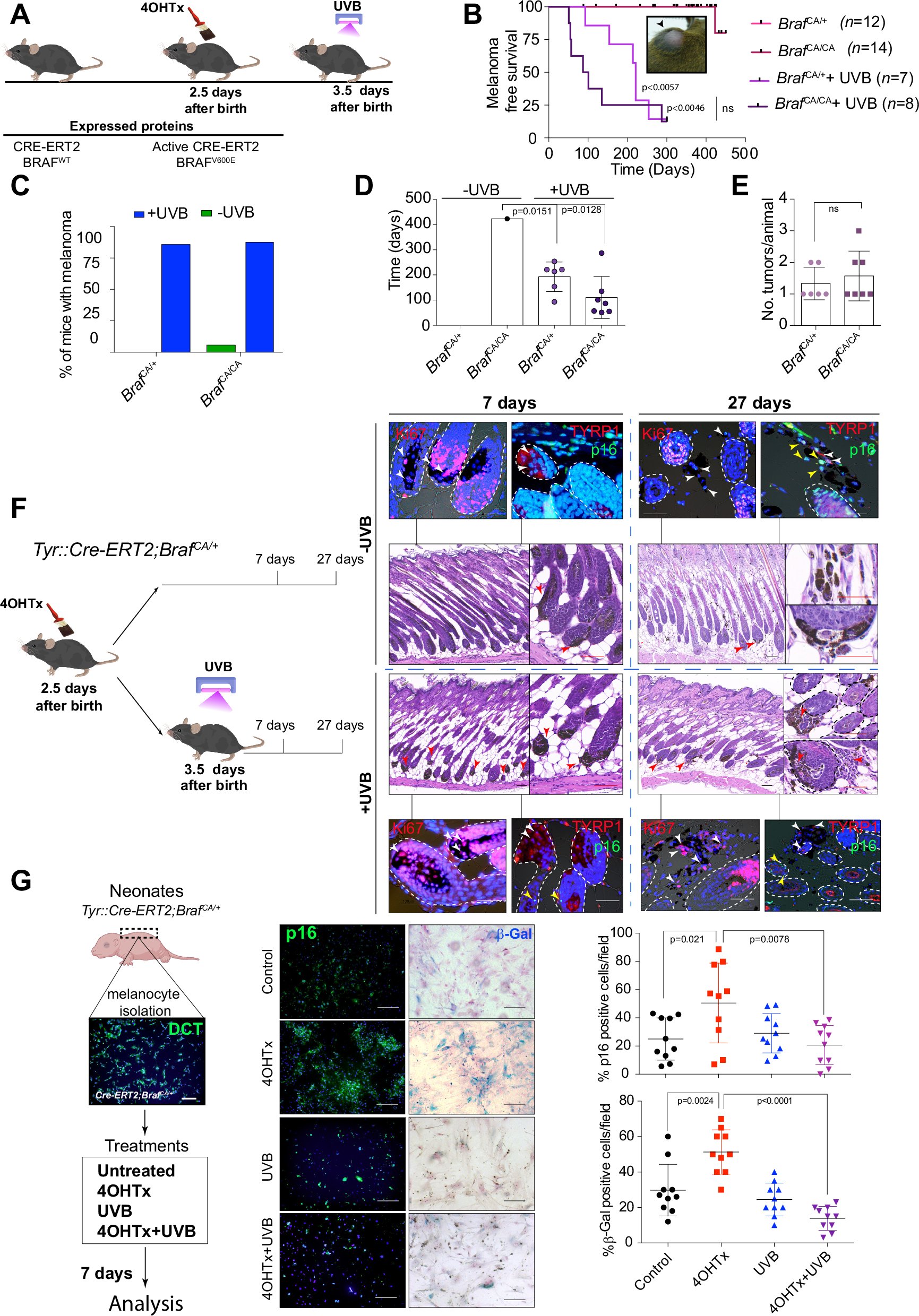 paulanietog's tweet card. Oncogene - Transcriptional reprogramming triggered by neonatal UV radiation or Lkb1 loss prevents BRAFV600E-induced growth arrest in melanocytes