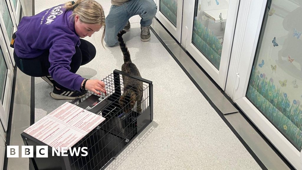 BBCGuernsey's tweet card. The GSPCA says a number of traps to catch feral animals are missing and is appealing to find them.