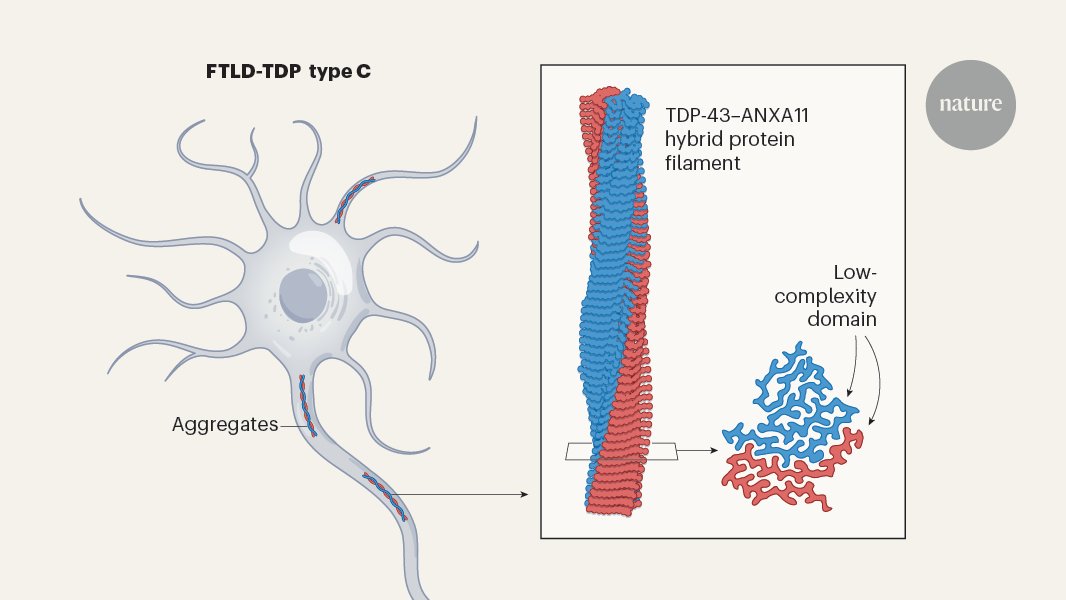 Michael_E_Ward_'s tweet card. Nature - Proteins TDP-43 and ANXA11 form hybrid filaments in neurons.
