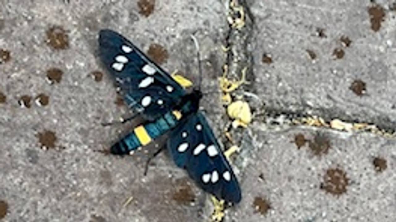 omroepbrabant's tweet card. Boswachter Frans Kapteijns deelt wekelijks zijn kennis van de natuur. Iedereen kan vragen insturen via stuifmail@omroepbrabant.nl. Dit keer besteedt Frans onder meer aandacht aan een zwart weeskind,...