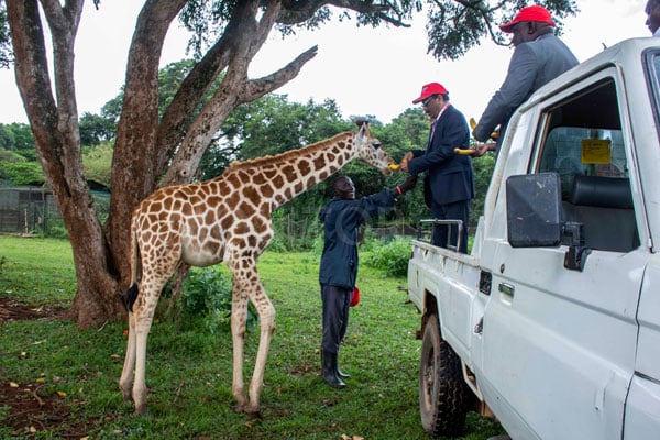 musibamu1's tweet card. The State of Giraffe 2025 report shows up-to-date population trends and distribution for all four giraffe species and their seven sub-species