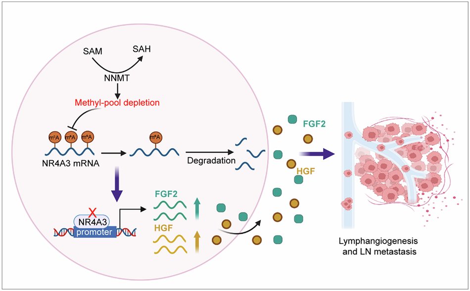 oncogenejournal's tweet card. Oncogene - NNMT-mediated N6-methyladenosine modification of NR4A3 mRNA facilitates lymphatic metastasis of gastric adenocarcinoma