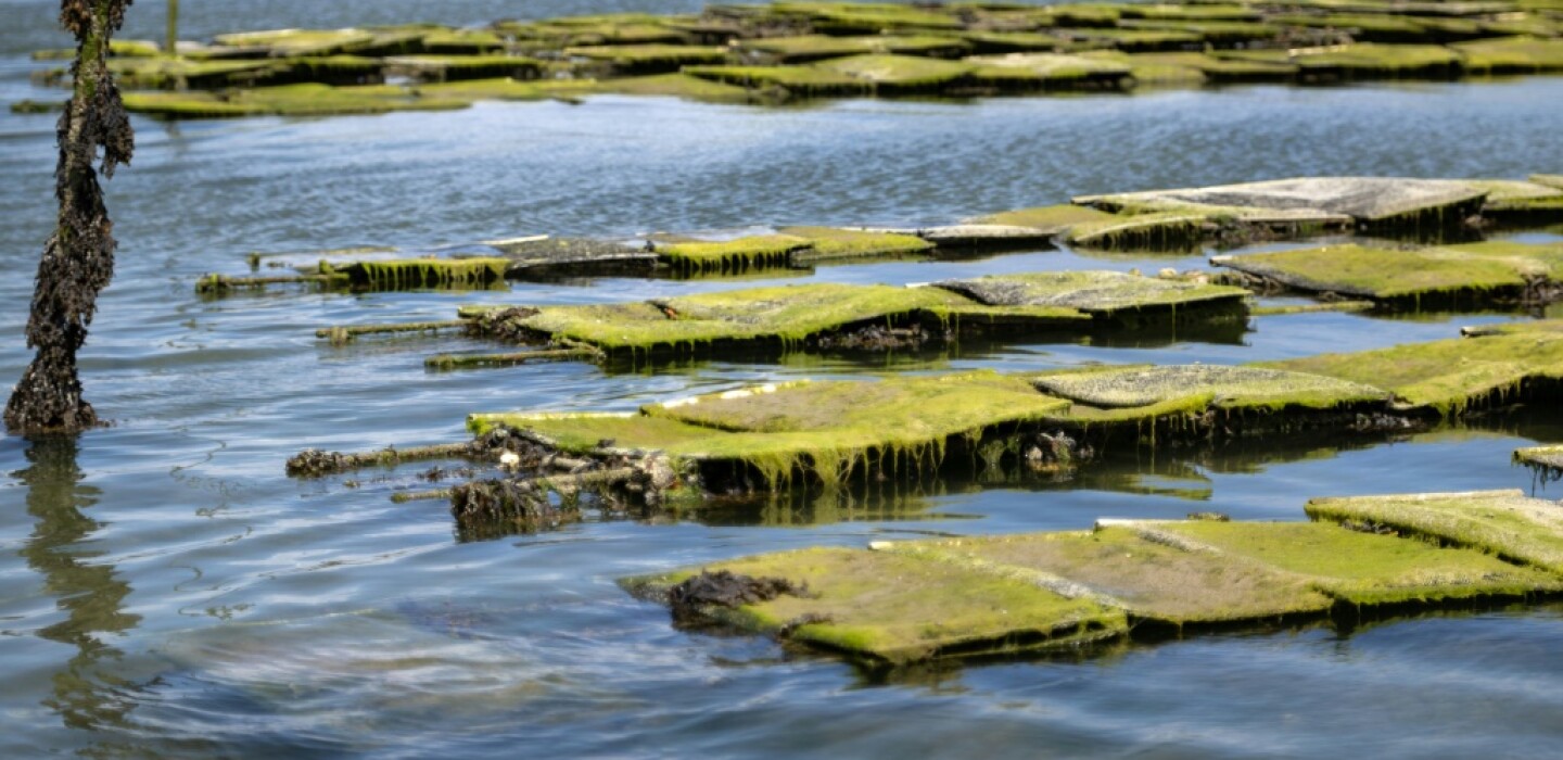Yann2229354456's tweet card. Carantec - Alimentées par les déjections d'élevages et les engrais azotés, les algues vertes pullulent en baie de Morlaix, jusqu'à étouffer les huîtres qui y sont élevées. Le phénomène, sans doute...