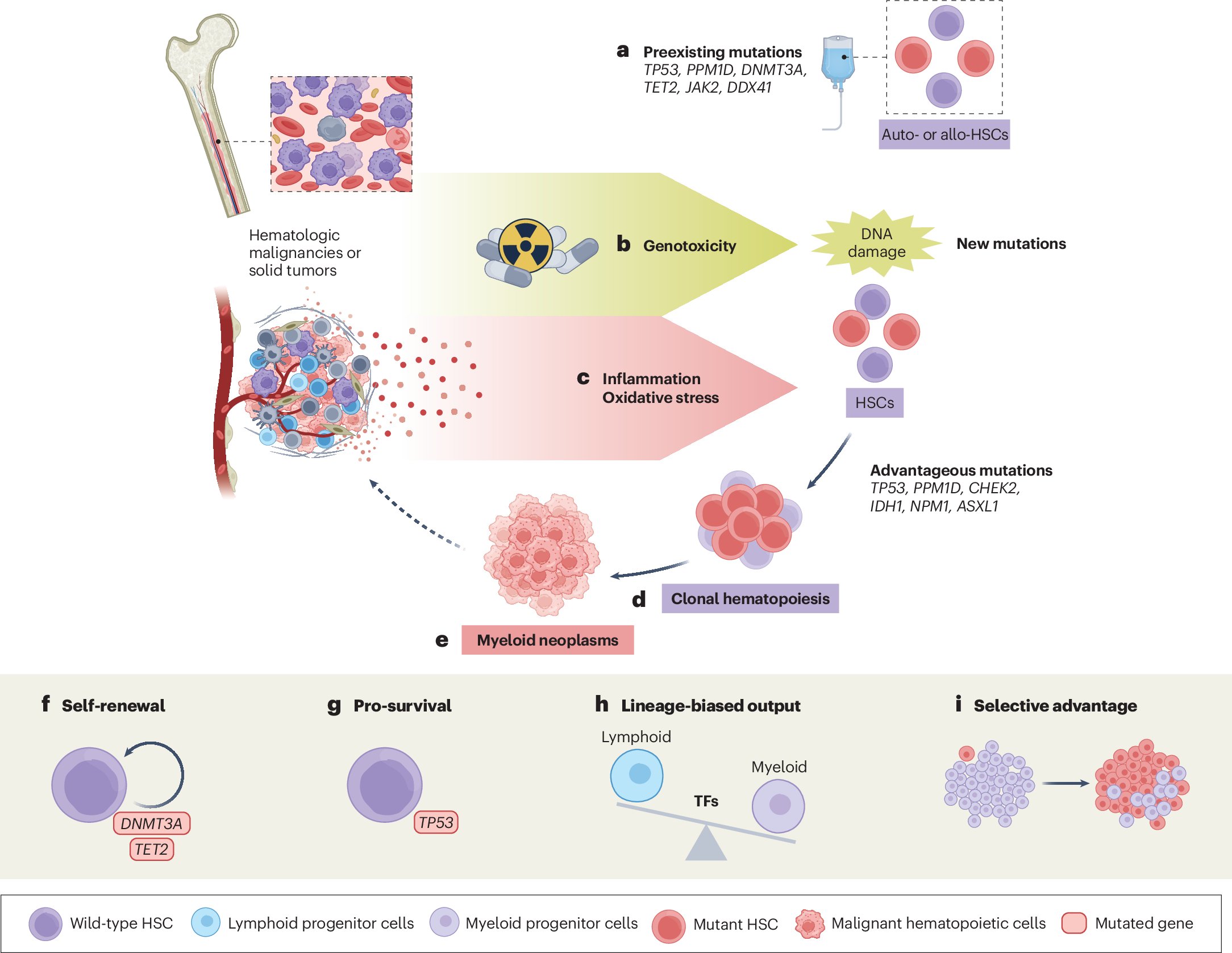 NatureCancer's tweet card. Nature Cancer - Trowbridge and colleagues provide a comprehensive review of clonal hematopoiesis in diverse cancer settings, from myeloid malignancies to solid tumors, covering underlying molecular...