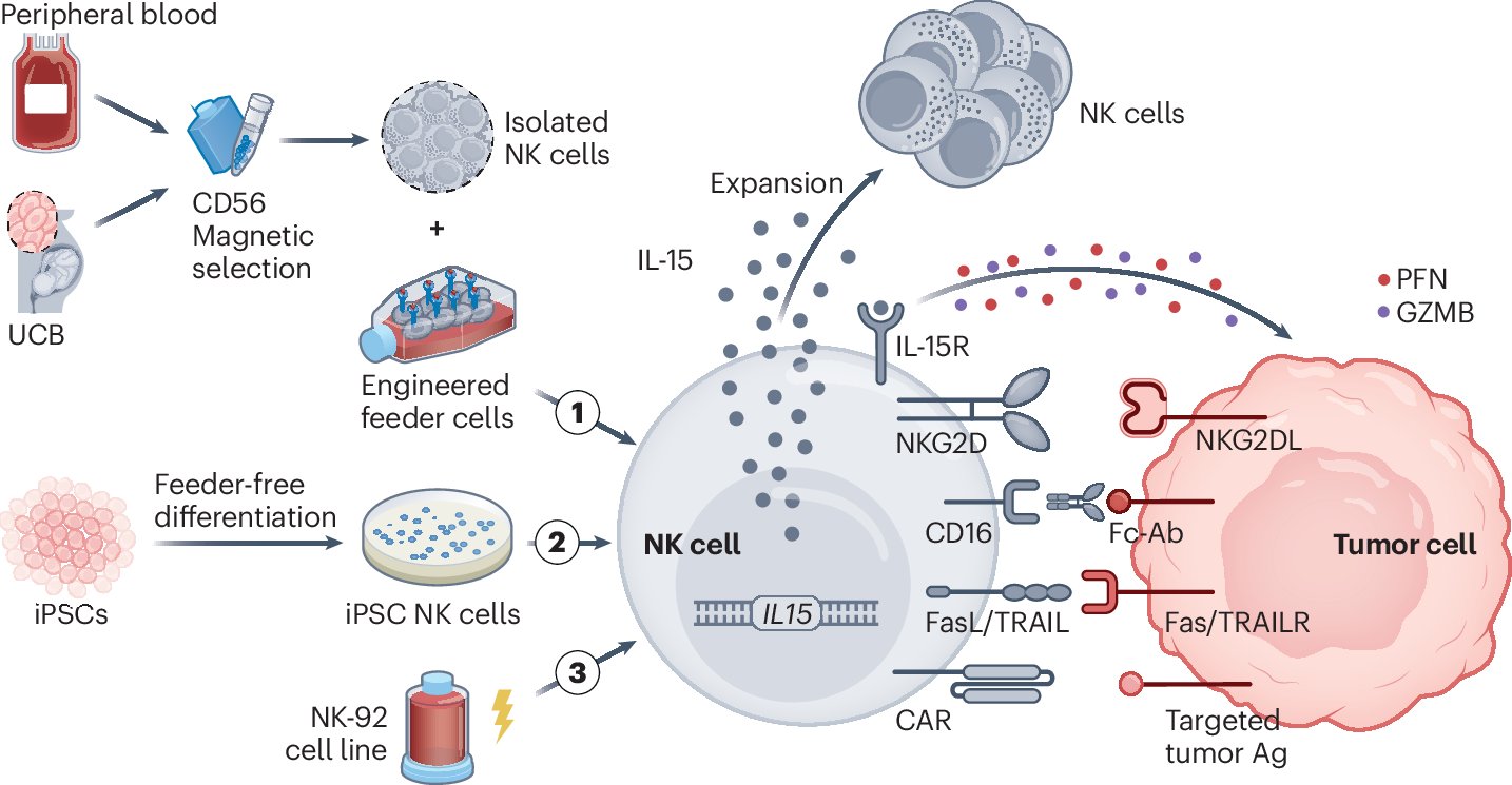 NatureCancer's tweet card. Nature Cancer - Dotti and colleagues review chimeric antigen receptor (CAR)-engineered cell-based cancer therapy and overview its transition for solid tumors from CAR T to CAR-engineered innate...