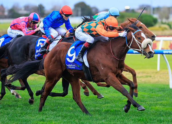 BreednetNews's tweet card. Stepping up to open company is always a tough task, but 3yo Snitzel filly Bridal Waltz graduated from a last start Listed win over her own age to win the $200,000 Group 3 MRC Bletchingly Stakes...