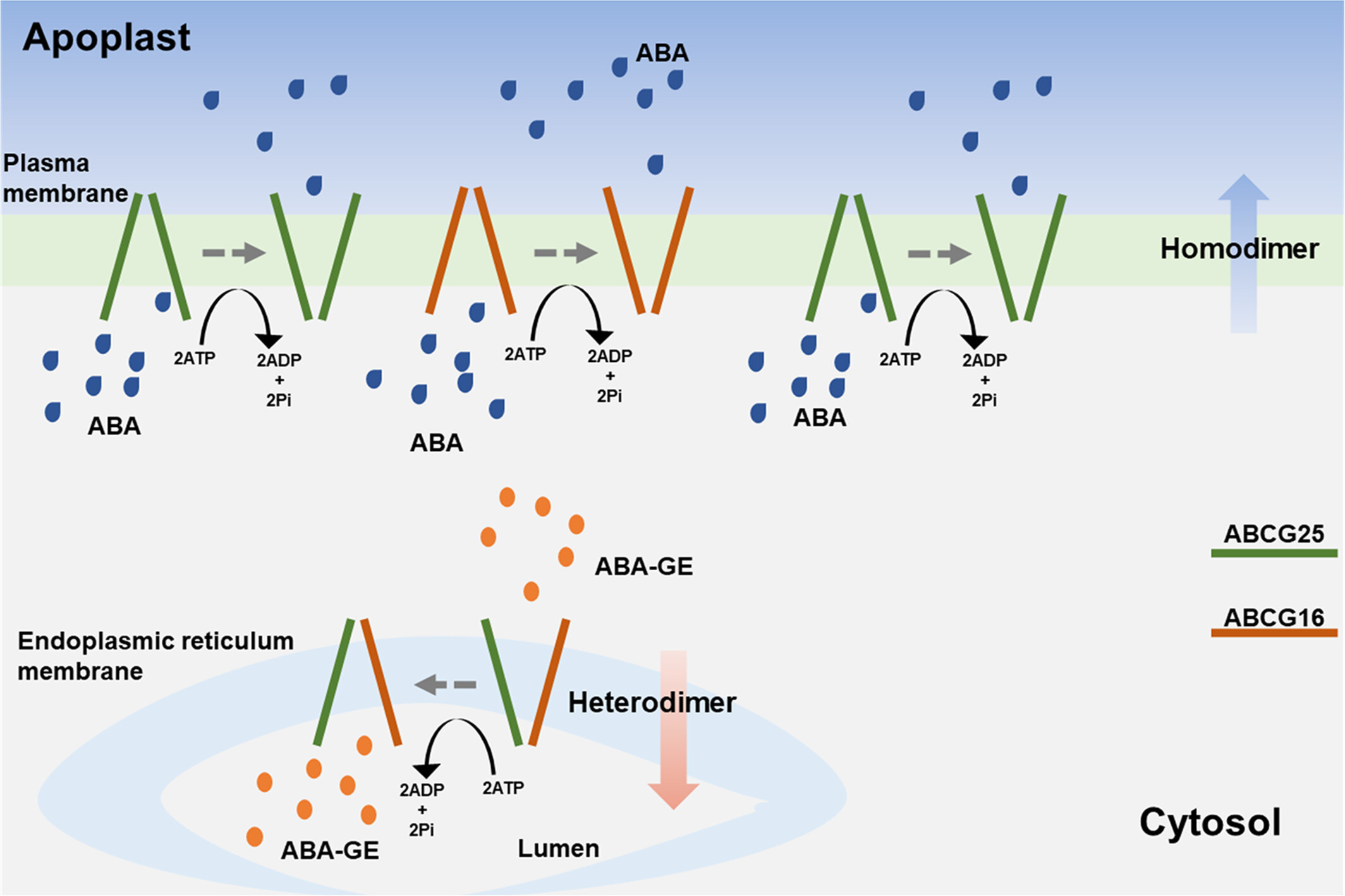 AnnalsApplBio's tweet card. Abscisic acid (ABA) regulates key physiological processes and coordinates abiotic stress responses. In the six decades since it was first described, a huge amount of work has been conducted on ABA...