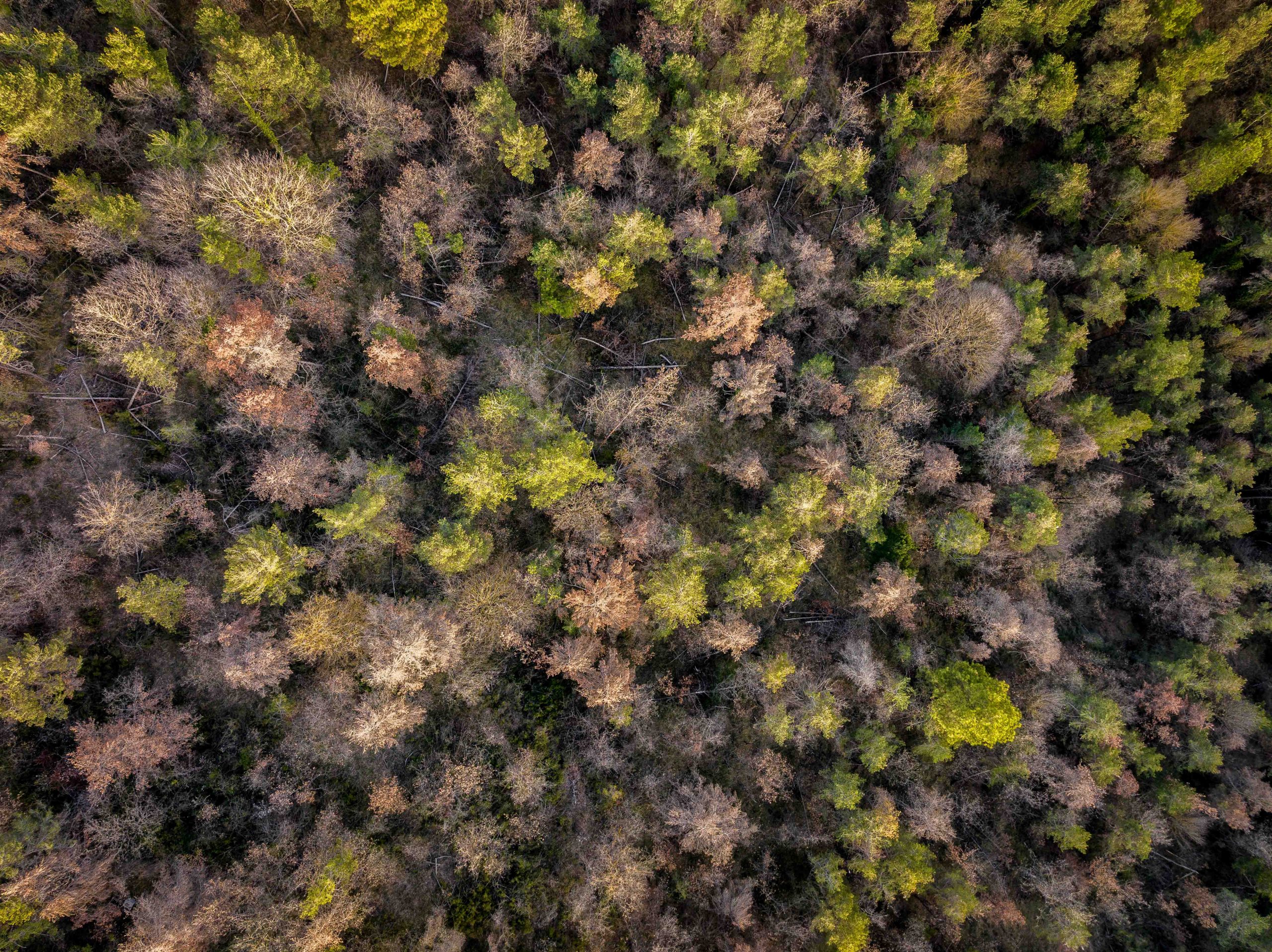 GlobalEcoUnit's tweet card. Persistent drought can slow the early spring bloom caused by climate change, delaying leaf budding and disrupting the natural cycle of forests.