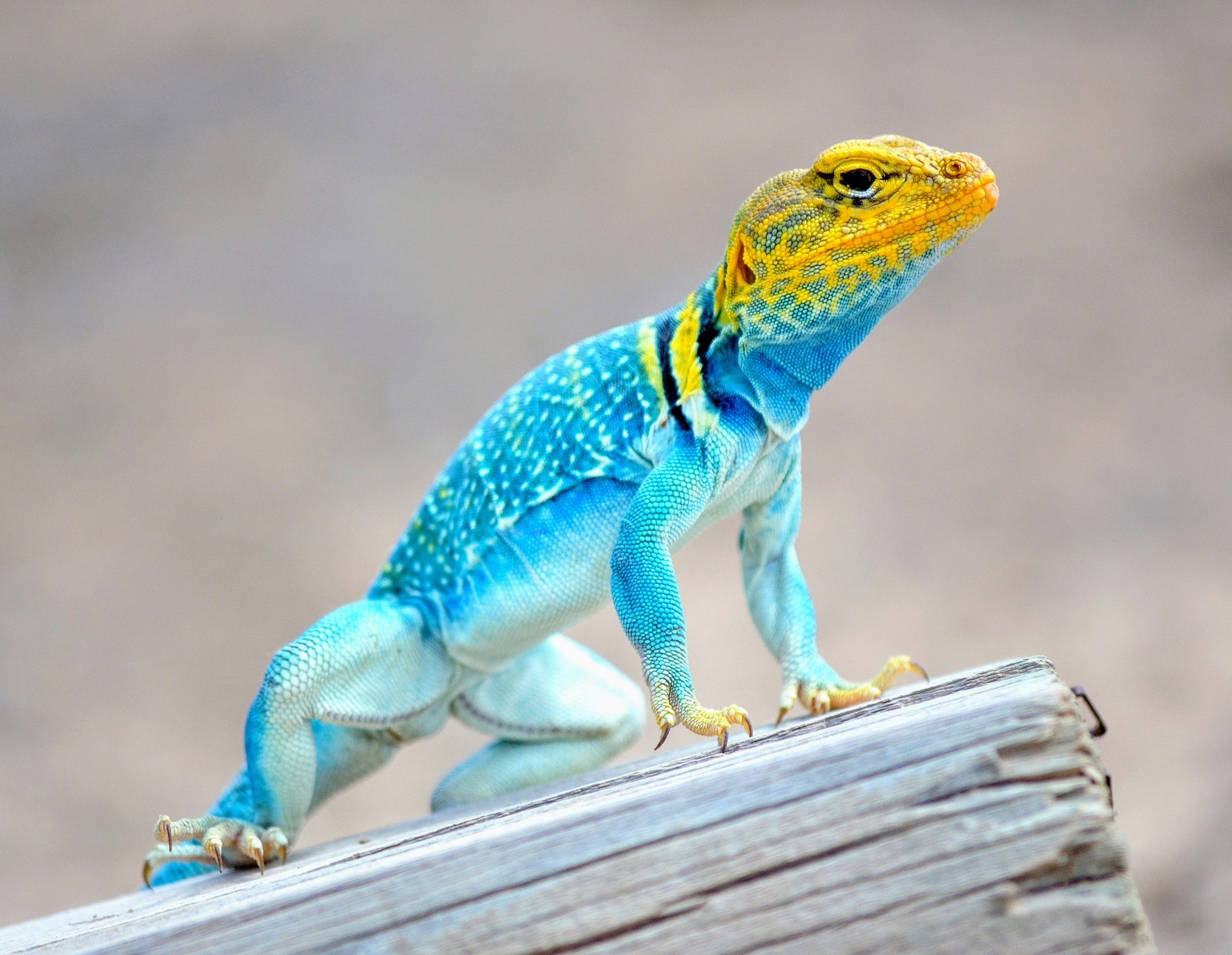 EliGreenbaumPhD's tweet card. Reptiles in open habitats evolved brighter colors over time. This helped them reflect sunlight and survive climate change.