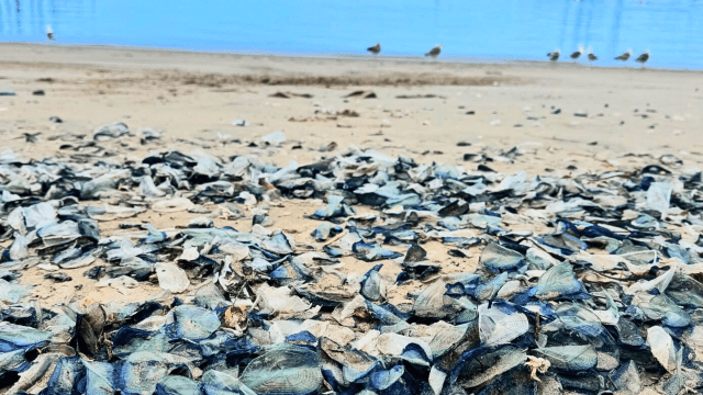 CIHarbor's tweet card. Thousands of velella velellas, known as “By-the-Wind Sailors,” have washed ashore recently on several Ventura County beaches. “When the prevailing winds shift, such as during a storm, the Vel…