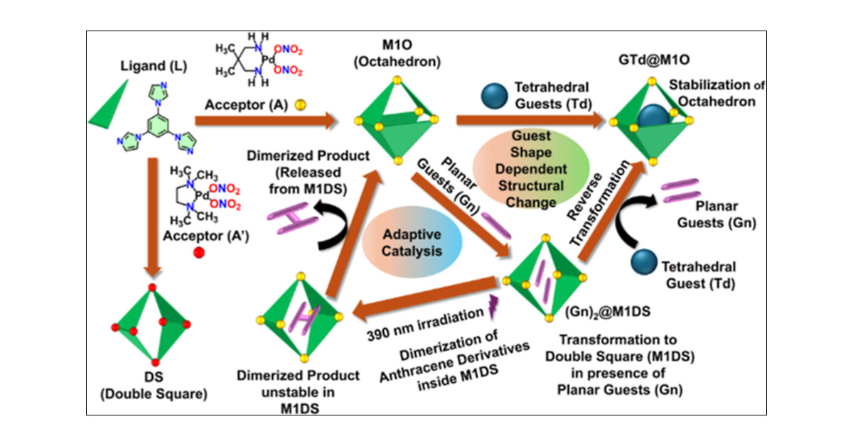 psm_lab's tweet card. The structure and functions of metal–organic cages are heavily dependent on the nature of the building blocks. Herein, a dimethyl-substituted propane diamine blocked cis-Pd(II) acceptor (A) was...