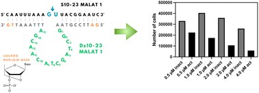 ragmau's tweet card. The 10–23 DNAzyme is a catalytic DNA molecule that efficiently cleaves RNA in the presence of divalent cations such as Mg2+ or Ca2+. Following their discovery, the 10–23 DNAzymes demonstrated...
