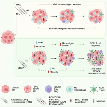 VivekSubbiah's tweet card. Vitiello et al. describe how the chemotherapy combination of cisplatin and temozolomide fosters anti-tumor immune surveillance by remodeling the immune microenvironment, inducing hypermutation, and...