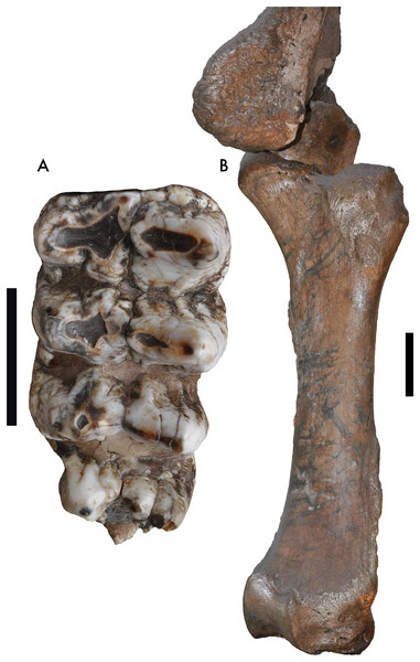 EonsShow's tweet card. The presence of at least two contemporaneous Pleistocene mastodon taxa in North America (Mammut americanum and M. pacificus) invites re-examination of specimens at the geographic margins of each...