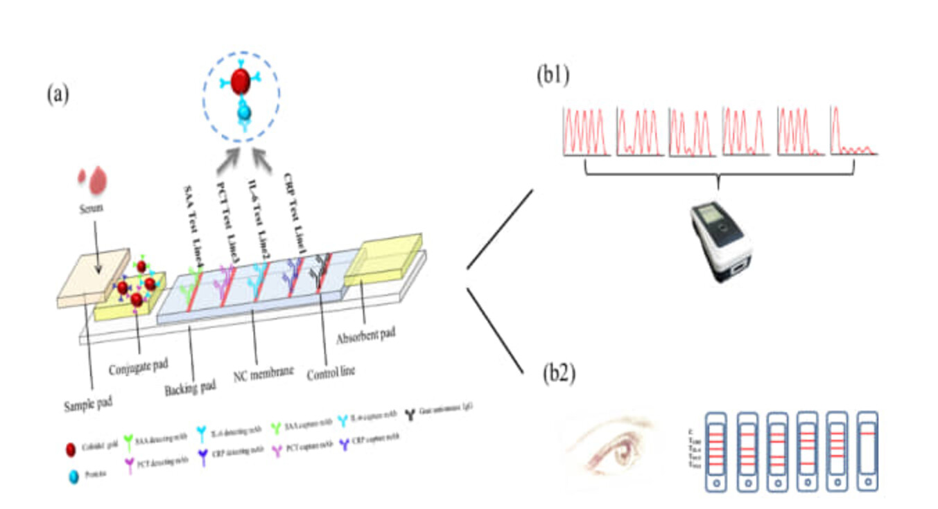 ChemNanoMat's tweet card. LFA strip for CRP, PCT, IL-6 and SAA detection have been successfully fabricated and the LODs are 2.5 μg/mL, 25.3 pg/mL 0.87 ng/mL and 8.8 μg/mL for CRP, IL-6, PCT and SAA, respectively, while the...