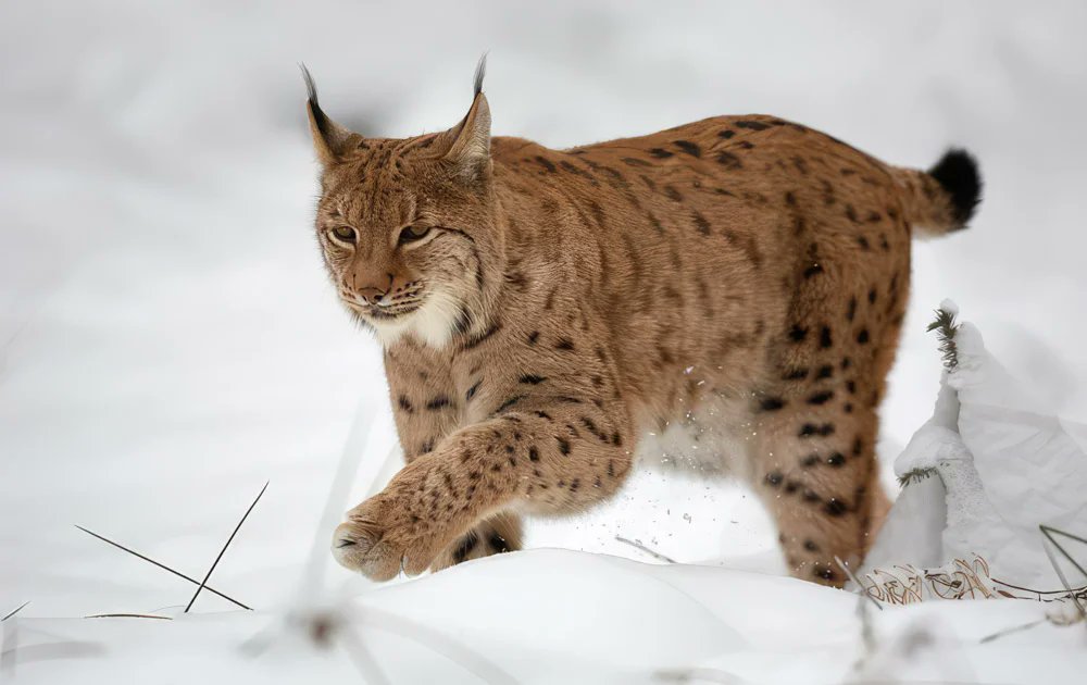 BirdwatchExtra's tweet card. Tony Juniper, chair of Natural England, says he is keen to see lynx reintroduced to Britain, backing a proposed trial in Northumberland. However, government legal blocks and strong opposition from...