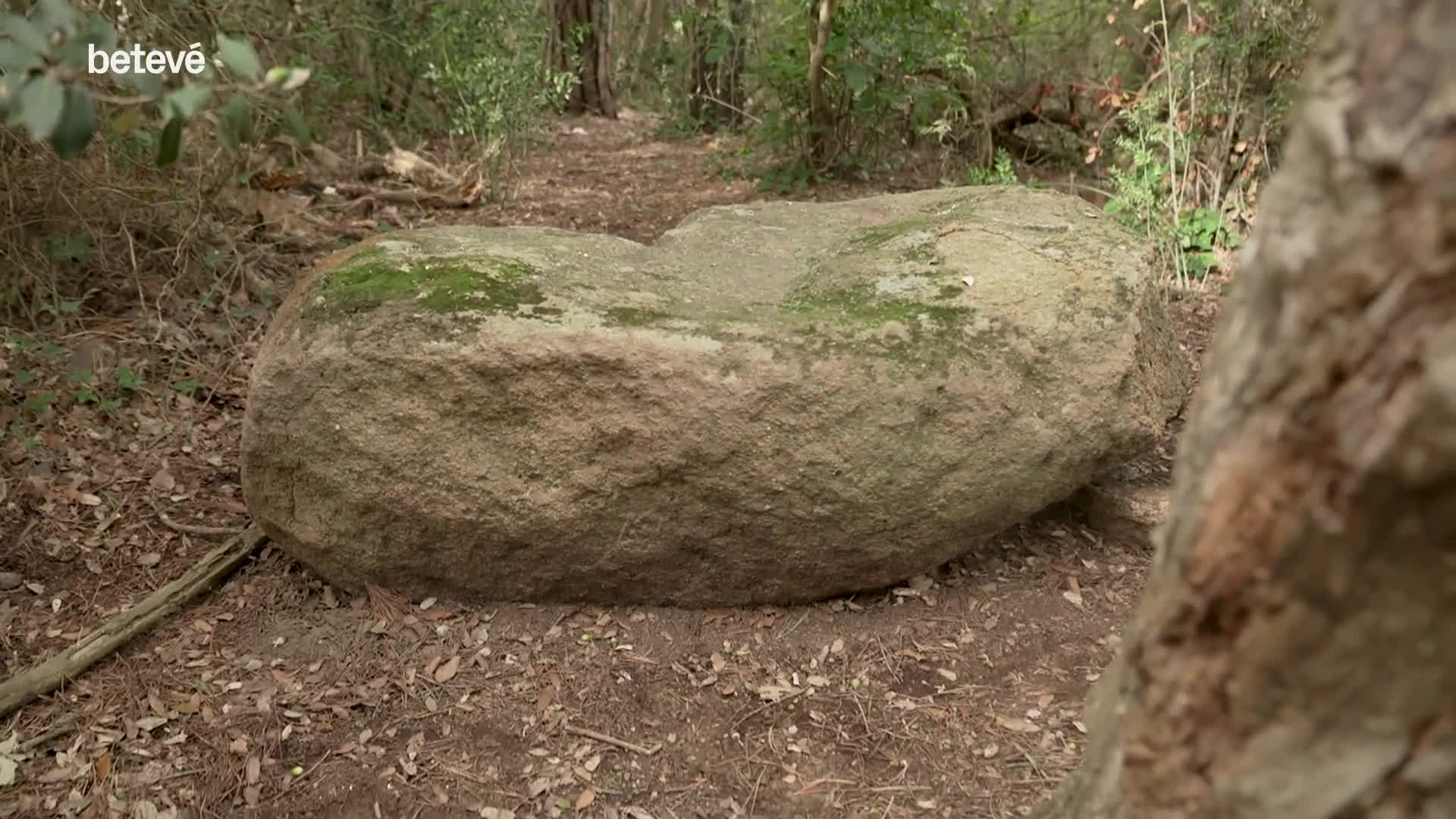 AltresBcn's tweet card. Entre arbres i vegetació s'amaga, al vell mig de la serra, la pedra de Collserola, un dels vestigis més antics de la ciutat de Barcelona.