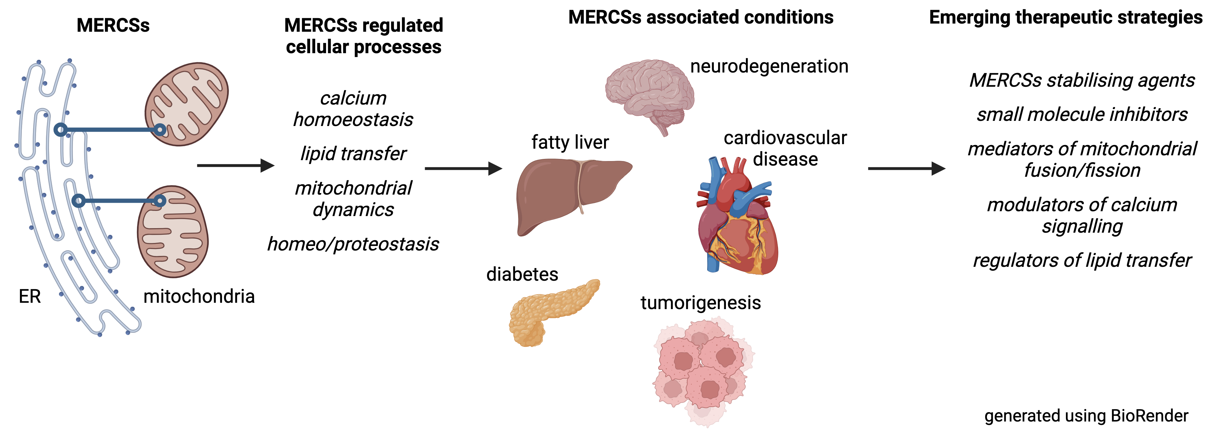 richardmonaghan's tweet card. Subcellular organellar contact sites, particularly those between mitochondria and the endoplasmic reticulum (MERCSs), play crucial roles in maintaining health. These specialized partitions facilitate...