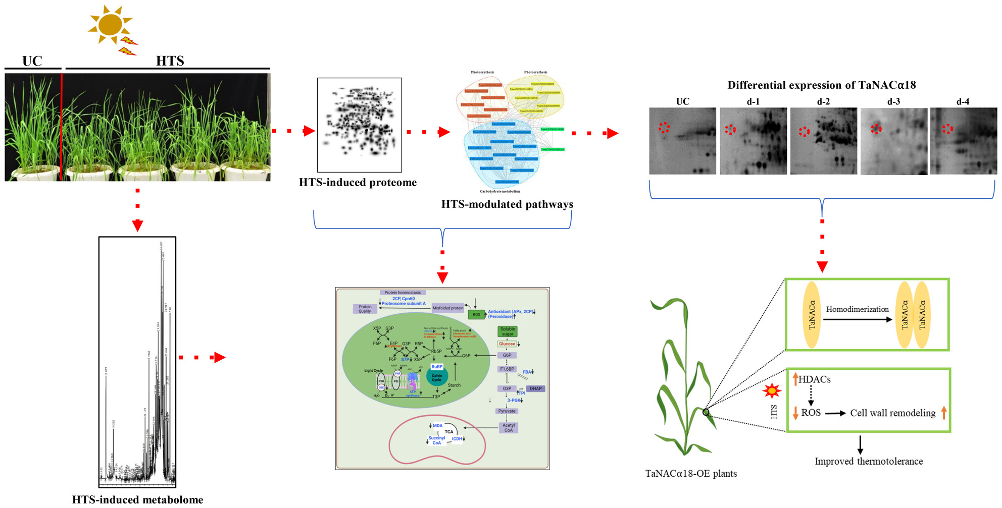 MishDivya's tweet card. Functional annotation of the high-temperature-responsive wheat proteome landscape and discovery of NACα, TaNACα18, revealed its role in cell wall remodeling and activation of cell defense. The...