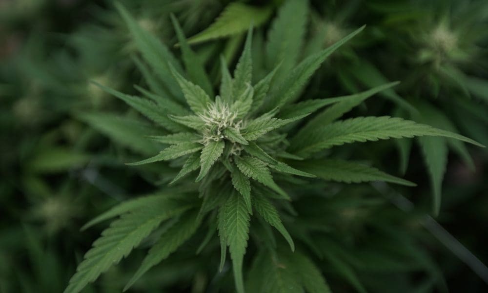 Veronica2twit1's tweet card. “It is a case-by-case analysis and can’t simply be determined by a checklist of potential offenses.” By Rebecca Rivas, Missouri Independent Missouri cannabis regulators say they’re halfway through...