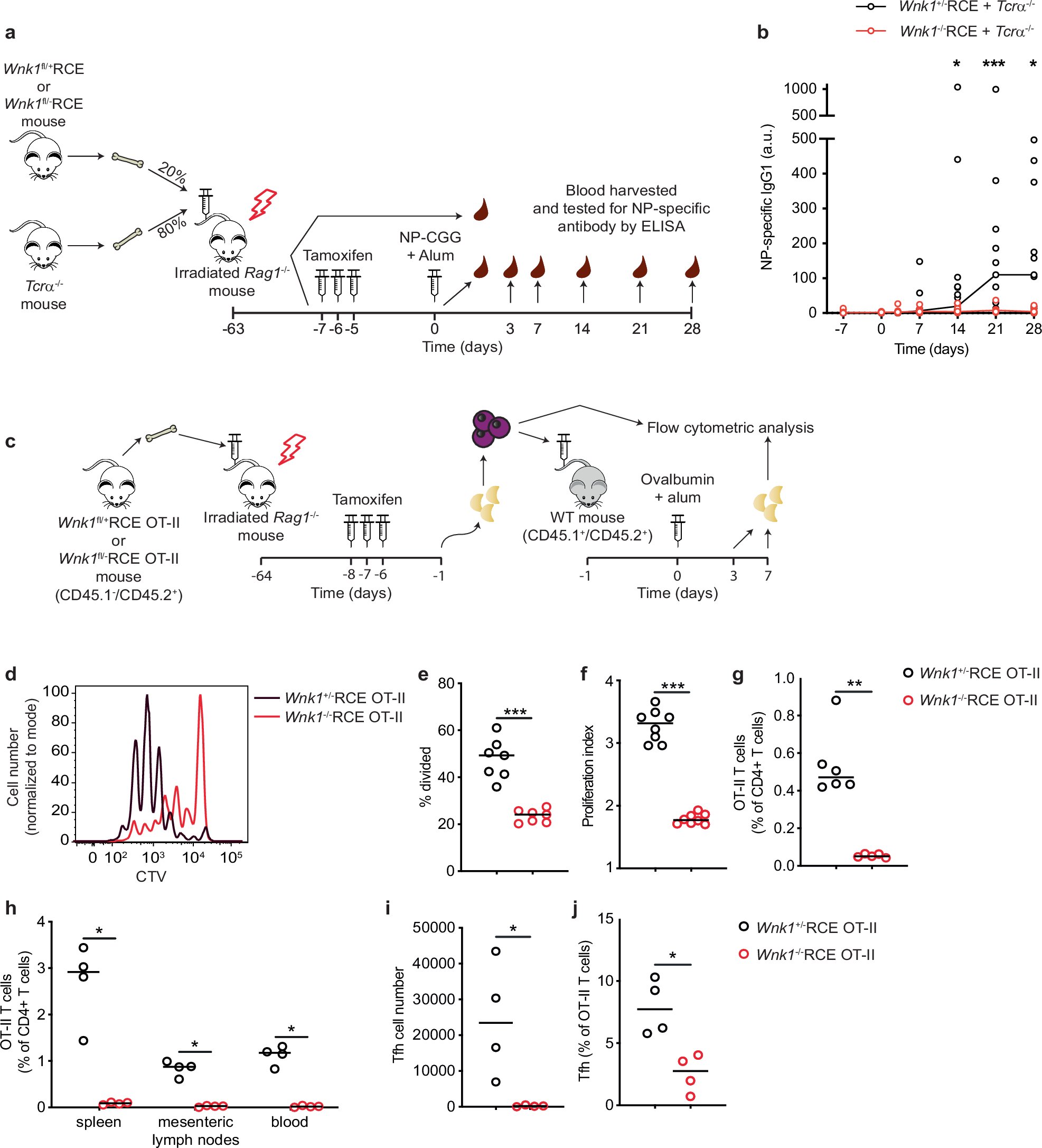 TybulewiczLab's tweet card. Nature Communications - T cell antigen receptor stimulation by the ligand antigen triggers multiple downstream pathways that affect CD4 + T cell function. Here authors show that...