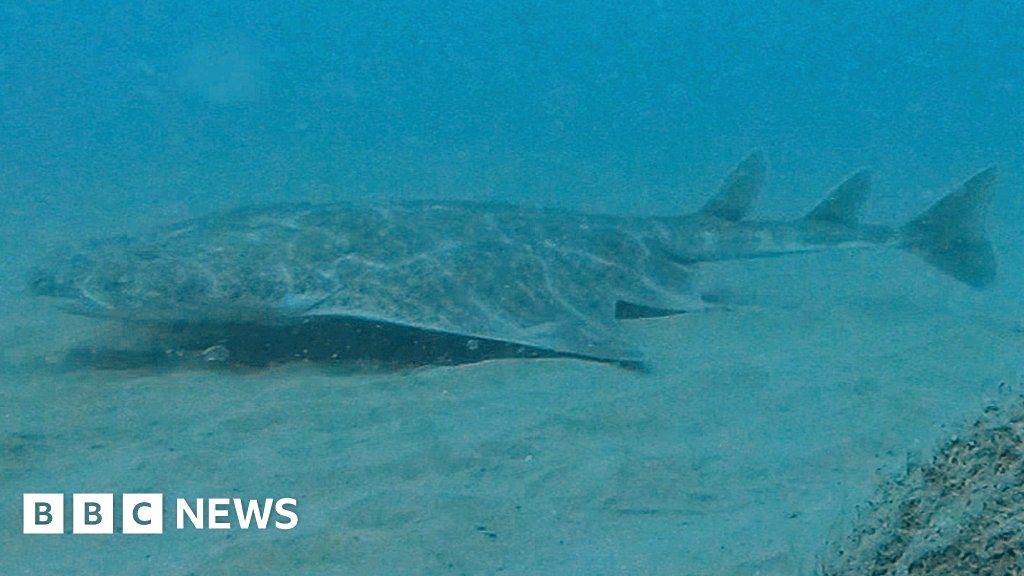 BBCWalesNews's tweet card. A marine expert says she is "thrilled" by the "rare and exciting encounter" caught on camera.
