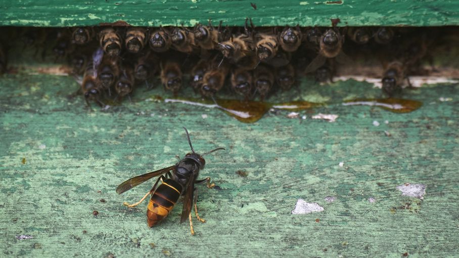 britishbee's tweet card. Un homme de 67 ans est mort mardi alors qu'il tondait sa pelouse, après avoir été piqué par une dizaine de frelons asiatiques. "Quand on est à peu près en bonne santé, il faut vraiment des dizaines,...