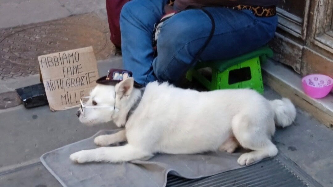 luposilenzioso2's tweet card. Basta animali usati per accattonaggio: chiediamo il sequestro e una legge regionale
