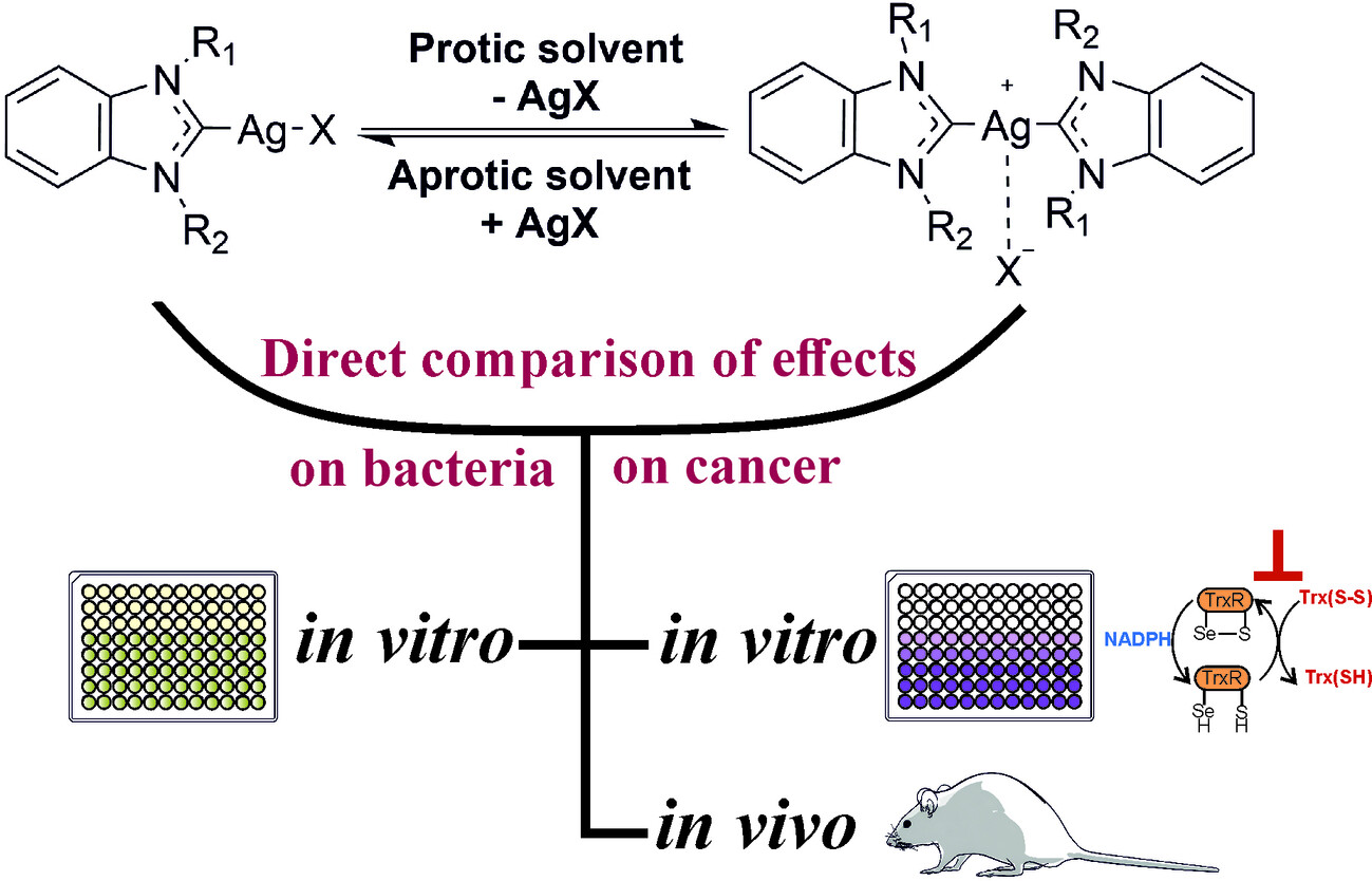 iOttGroup's tweet card. Silver N-heterocyclic carbene complexes in the biscarbene form represent a promising type of TrxR-inhibiting organometallic anticancer drug candidates with activity in vitro and in vivo.