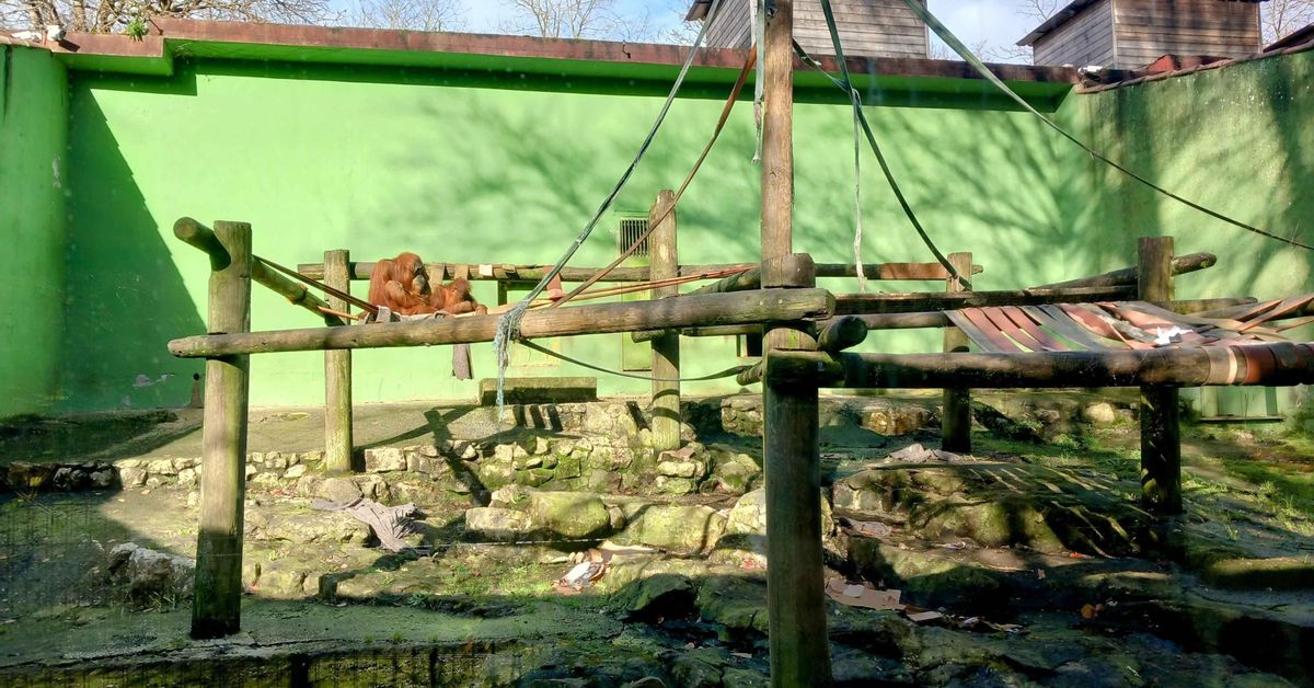 CaballodeN's tweet card. Se pide transformar el futuro zoológico 'Natura Park' de Málaga en un centro sin animales en cautiverio que apueste por la tecnología y la educación ética como alternativa a la exhibición tradicion...