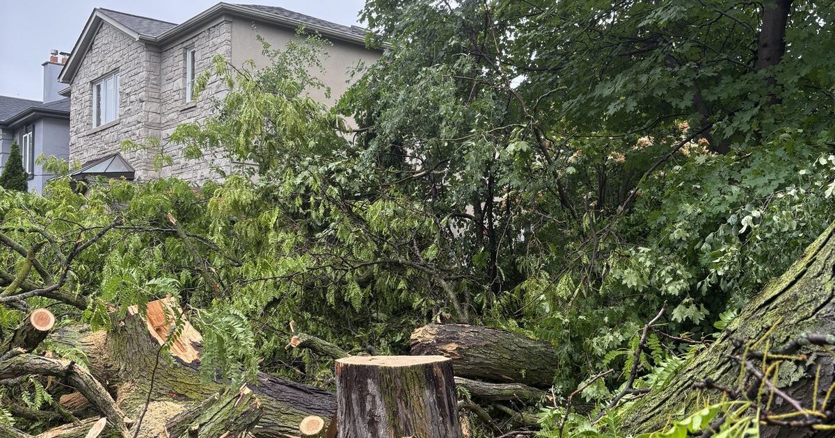 CP24's tweet card. Without the city’s permission, the beloved giant tree was recently brought down, in a case that has sparked neighbourhood outrage and calls for change at city hall.