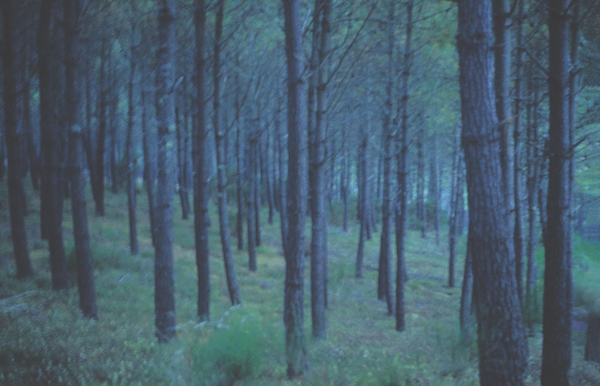 LOeildelaPhoto's tweet card. En mai prochain, pour fêter son 7ème anniversaire à Hendaye, L'ANGLE reçoit la photographe Dolorès Marat et son exposition L'arbre qui marche. In May, to celebrate its 7th anniversary in Hendaye,...