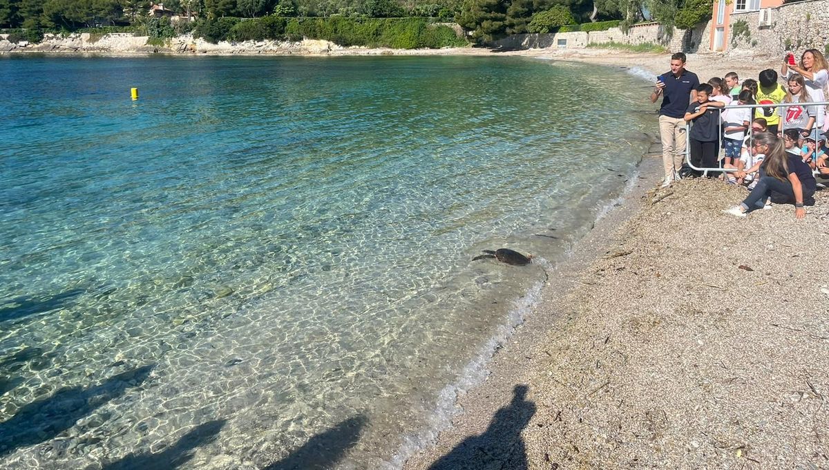 OceanoMonaco's tweet card. Une ponte rare, repérée au pied du poste de secours. Une tortue caouanne a pondu, dans la nuit de jeudi à vendredi 18 juillet à Golfe-Juan (Alpes-Maritimes), sous les caméras de la ville. Équipée...