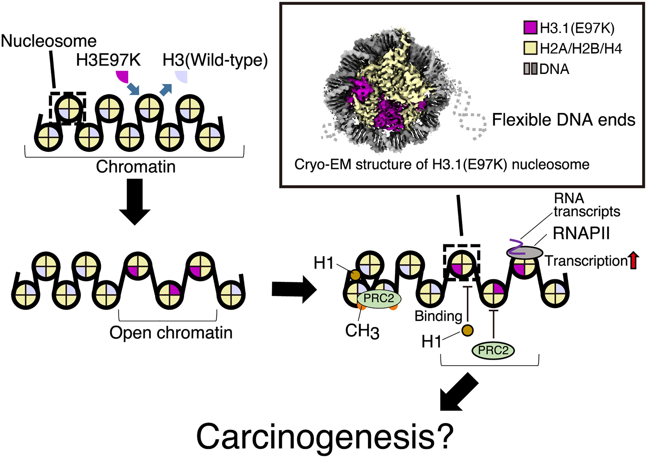 KurumizakaLab's tweet card. Cryo-EM structure of the nucleosome containing the H3 E97K mutation was determined. The H3 E97K mutation enhances the flexibility of the nucleosomal DNA ends. The H3 E97K mutation affects the linker...