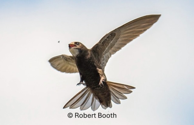 SheffSwiftNet's tweet card. We at the Sheffield Swift Network have learnt quite alot over the years about what’s working and what’s not for our swifts. The result is our new guidance that we hope you find invaluab…