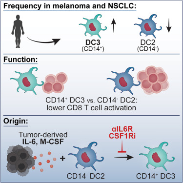 VerdoesM's tweet card. Becker et al. identify tumor-induced CD1c+CD14+ DC3s, increased in melanoma and NSCLC patients, originating from DC2s upon exposure to tumor-derived IL-6 and M-CSF. They have an immunosuppressive...