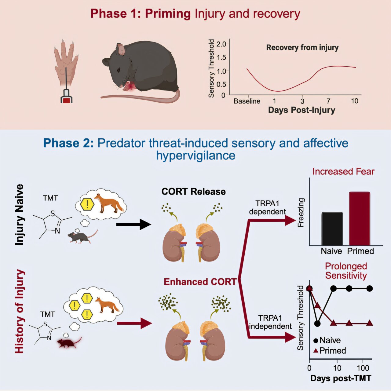 Conti_Clinical's tweet card. A wound can leave a lasting imprint—even after it has healed. A new study in Current Biology finds that past injuries can quietly prime the body to overreact and be more sensitive to stress, pain and...
